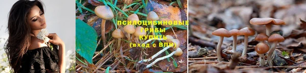 прущие грибы Абдулино