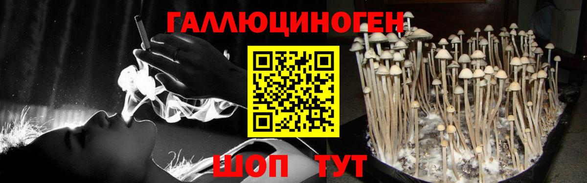 Псилоцибиновые грибы Psilocybe Архангельск